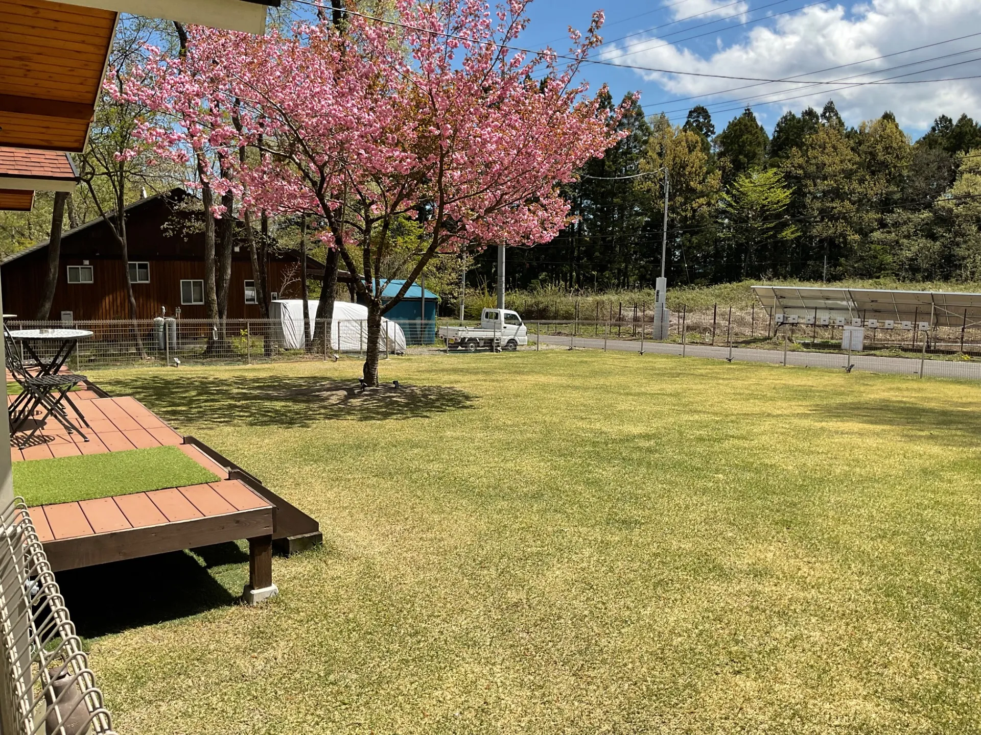 ドッグランと栃木県で花見バーベキューを満喫する春の過ごし方完全ガイド